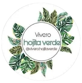 Vívero Hojita Verde